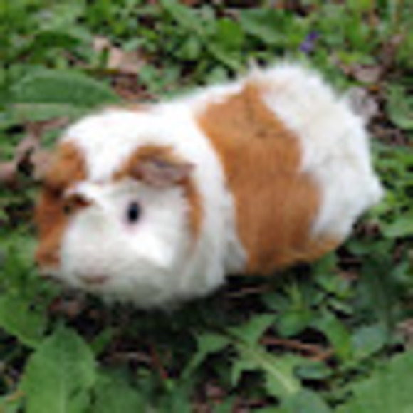 karenguineapig